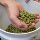 Illustration for article titled Drinking Experimental Hops in the Sixpoint Beer of the Future
